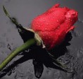 /album/photogallery/wet-rose-jpg/
